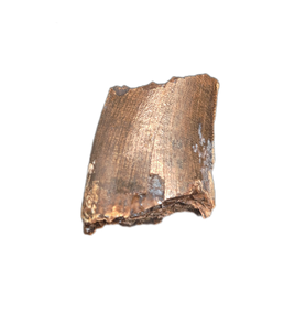 Tyrannosaur Tooth, Judith River Formation