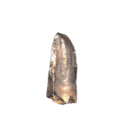 Unusual Tyrannosaur Tooth, Judith River Formation