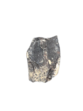 Maiasaura Tooth, Two Medicine Formation