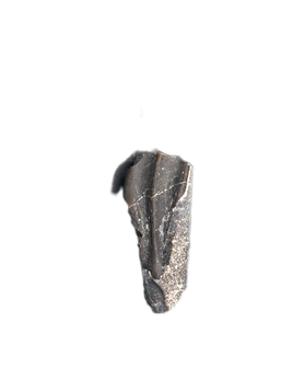 Maiasaura Tooth, Two Medicine Formation