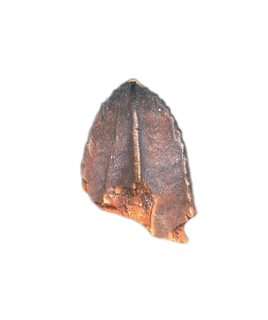 Parasaurolophus Tooth, Judith River Formation