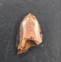 Parasaurolophus Tooth, Judith River Formation