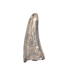 Rare, Juvenile Tylosaurus Tooth, Cretaceous of Mississippi