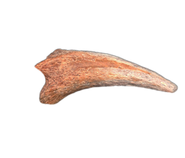 Theropod Claw, Mid Jurassic of Africa
