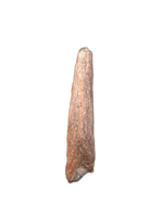 Theropod Claw, Mid Jurassic of Africa