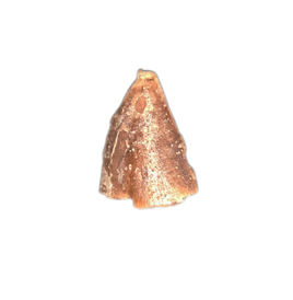 Theropod Tooth from the Mid Jurassic, Madagascar
