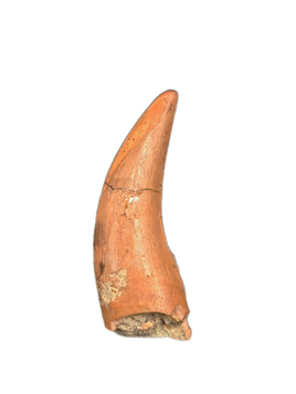 Theropod Tooth from the Mid Jurassic, Madagascar