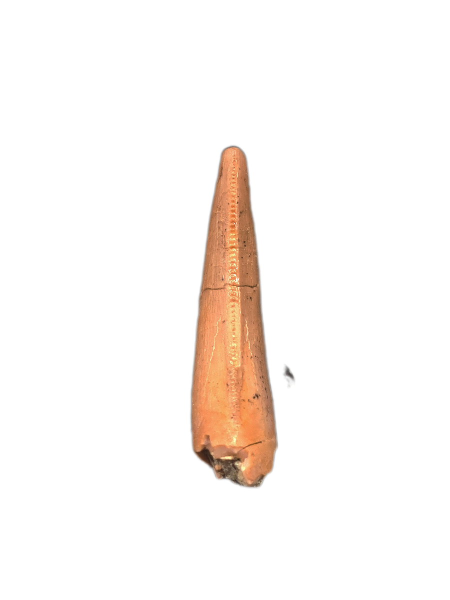 Theropod Tooth from the Mid Jurassic, Madagascar| The Daily Rex