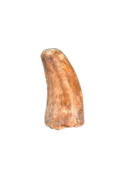 Theropod Tooth from the Mid Jurassic, Madagascar