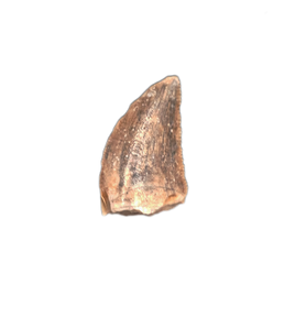 Theropod Tooth from the Mid Jurassic, Madagascar