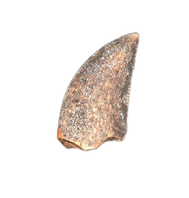 Theropod Tooth from the Mid Jurassic, Madagascar