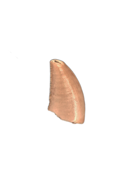 Theropod Tooth from the Mid Jurassic, Madagascar