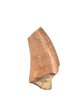 Theropod Tooth from the Mid Jurassic, Madagascar
