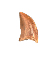 Theropod Tooth from the Mid Jurassic, Madagascar
