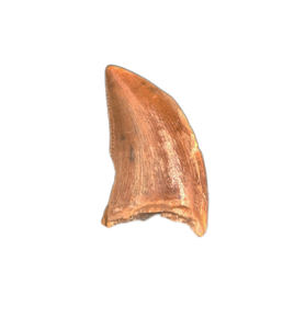 Theropod Tooth from the Mid Jurassic, Madagascar