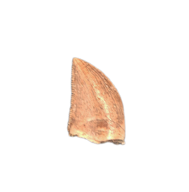 Masiakasaurus Tooth