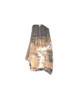 Baryonyx Tooth, England, Early Cretaceous