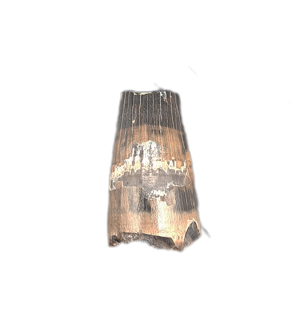 Barylambda Tooth Baryonyx Tooth, England, Early Cretaceous| The Daily Rex