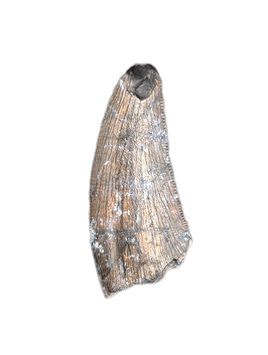 Undescribed Theropod Tooth, Niger-Cretaceous