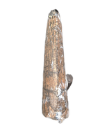 Undescribed Theropod Tooth, Niger-Cretaceous