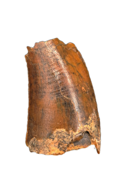 Theropod (Timurlengia?) Tooth, Bissekty Formation