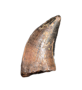 Nanotyrannus Tooth