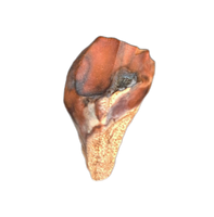 Cerasinops (?) Tooth, Judith River Formation