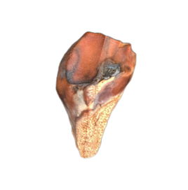 Cerasinops (?) Tooth, Judith River Formation