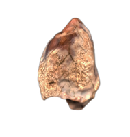 Cerasinops (?) Tooth, Judith River Formation