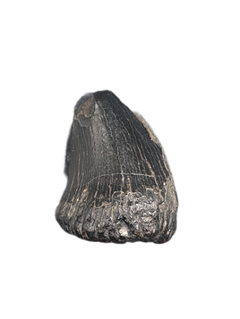 Mosasaur Tooth, Late Cretaceous of North Carolina