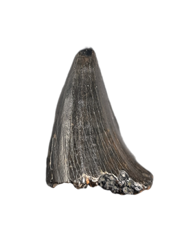 Mosasaur Tooth, Late Cretaceous of North Carolina