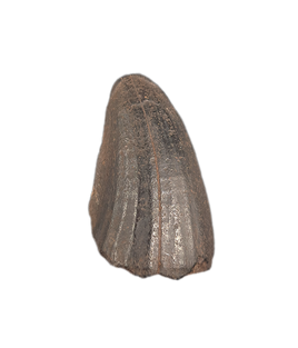 Mosasaur Tooth, Late Cretaceous of North Carolina