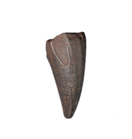 Mosasaur Tooth, Late Cretaceous of North Carolina