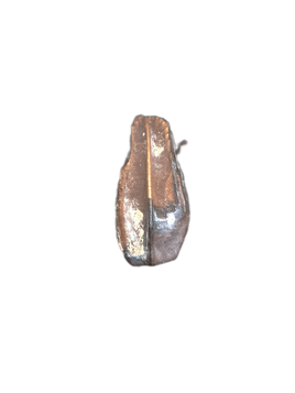 Hadrosaur Tooth, Judith River Formation