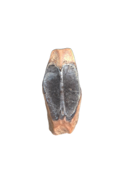 Hadrosaur Tooth, Judith River Formation