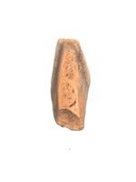 Hadrosaur Tooth, Judith River Formation