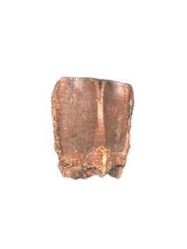 Large Hadrosaur Tooth, Judith River Formation