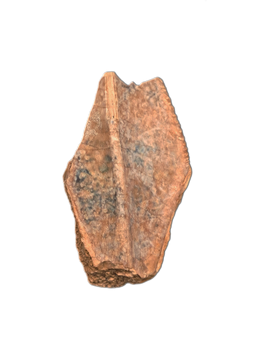 Gryposaurus Tooth, Judith River Formation