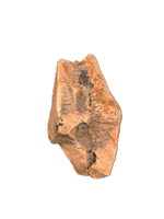 Gryposaurus Tooth, Judith River Formation