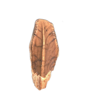 Brachylophosaurus Tooth, Judith River Formation