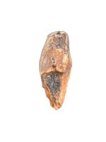 Brachylophosaurus Tooth, Judith River Formation