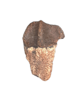 Ceratopsian Tooth, Judith River Formation