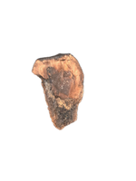 Ceratopsian Tooth, Judith River Formation