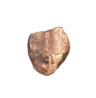 Ceratopsian Tooth, Judith River Formation