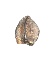 Ceratopsian Tooth, Judith River Formation