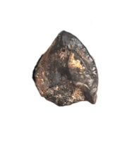 Ceratopsian Tooth, Judith River Formation