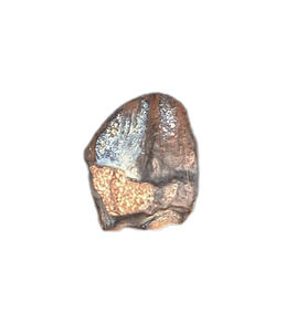 Ceratopsian Tooth, Judith River Formation