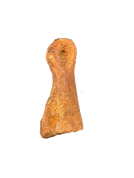 Theropod (Carcharodontosaurus?) Toe, Kem Kem