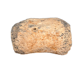 Juvenile Hadrosaur Caudal(Tail) Vertebrae, Judith River Formation