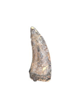 Metricanthosaurid/Allosaurid? Tooth, Elrhaz Formation